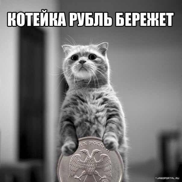 cat-coin-1.jpg